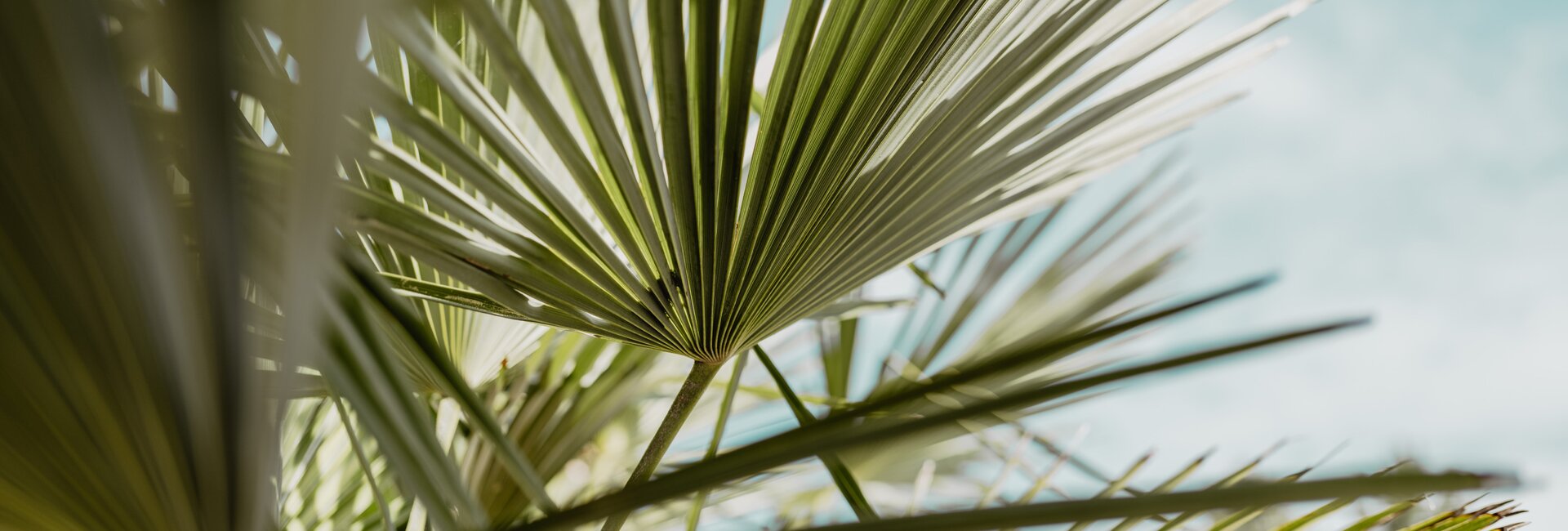 Palmenblätter in der Karibik-Lagune im Spa Resort Geinberg | © Spa Resort Geinberg / Chris Perkles